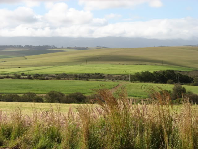 Wheat fields